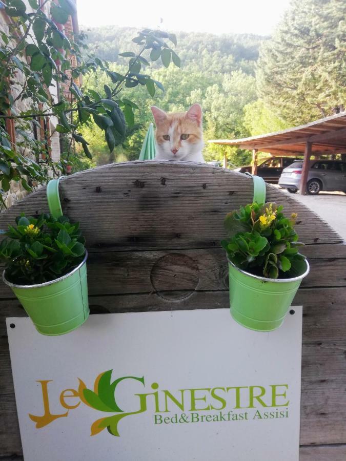 Le Ginestre Guesthouse אסיסי מראה חיצוני תמונה